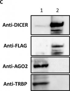 Anti-Ago 2 Antibody 