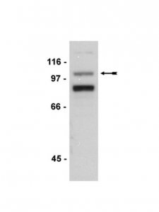 Anti-Ago 2 Antibody 
