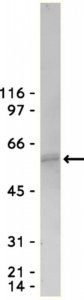Anti-Akt/PKB Antibody, PH Domain, clone SKB1 