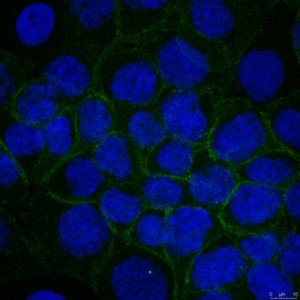 Anti-Alpha-Catenin Antibody, clone 1G5 