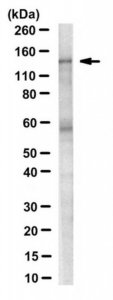 Anti-Apaf-1 Antibody, clone 13F11 