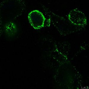 Anti-APN/CD13 Antibody, clone DF-5 