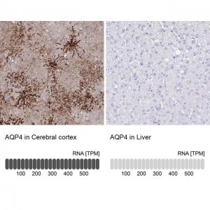 Anti-AQP4 antibody produced in rabbit 