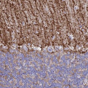 Anti-AQP4 antibody produced in rabbit 