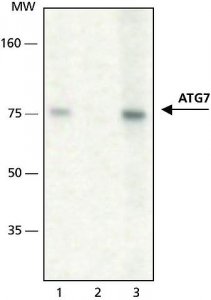 Anti-ATG7 antibody produced in rabbit 