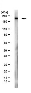 Anti-BAF180 Antibody, clone 370.1.8C3 