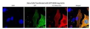 Anti-BASE-tag Antibody, clone 7C7 