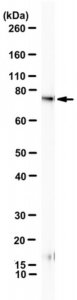 Anti-BMAL1 (ARNTL) Antibody, clone B1BH2 