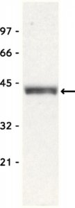 Anti-Bmi-1 Antibody, clone F6 