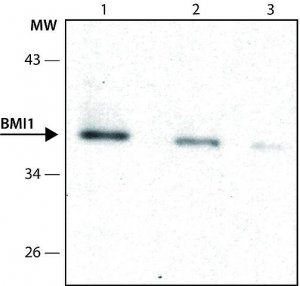 Anti-BMI1 antibody produced in rabbit 
