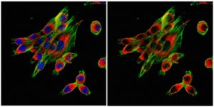 Anti-Calnexin Antibody 