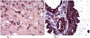 Anti-Calnexin Antibody 