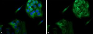 Anti-Calnexin antibody produced in rabbit 
