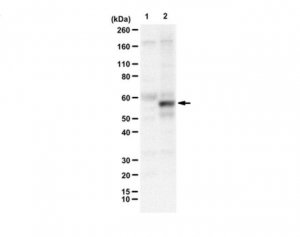 Anti-Cas9 (Rabbit Polyclonal) 