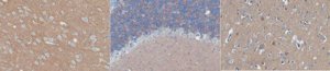 Anti-Catenin delta-2 Antibody, clone 4H2.1 