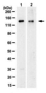 Anti-CCAR1 Antibody, clone 4B9.1 