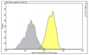Anti-CD31 (PECAM-1) Antibody, clone MBC 78.1 