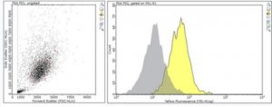 Anti-CD31/PECAM-1.2 Antibody, clone MBC 78.2 