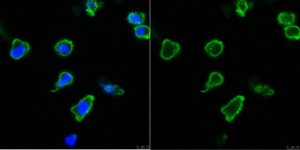 Anti-CD31/PECAM-1.2 Antibody, clone MBC 78.2 