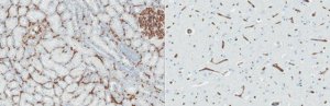 Anti-CD34 Antibody, clone QBEnd/10 