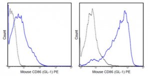 Anti-CD86 (B7-2) Antibody (mouse), PE, clone GL-1 MABF726