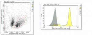 Anti-CD8a Antibody, clone YTS 169.4 
