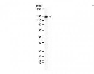 Anti-CEP135 