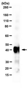 Anti-Chlamydial MOMP Antibody, clone L21-10 