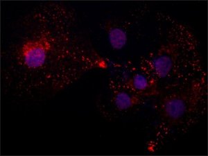 Anti-Chondroitin Sulfate antibody, Mouse monoclonal 