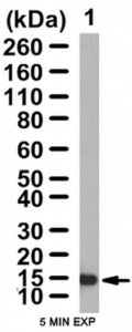 Anti-Claudin-5 Antibody 