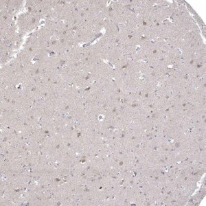 Anti-CNTF antibody produced in rabbit 