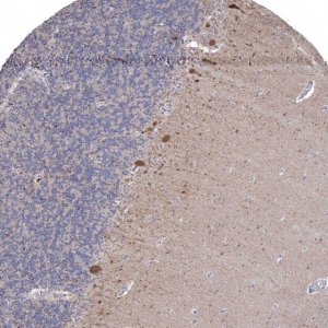 Anti-CNTF antibody produced in rabbit 