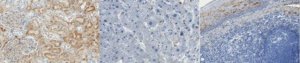 Anti-Complement C3a/C3a (desArg) Antibody, clone K13/16 
