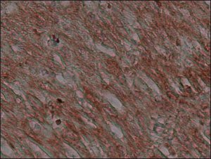 Anti-Connexin 43 antibody, Mouse monoclonal 