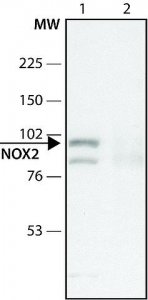 Anti-CYBB antibody produced in rabbit 
