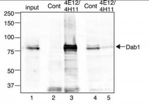 Anti-Dab1 Antibody, clone 4E12 
