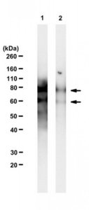 Anti-Dab1 Antibody, clone 4E12 