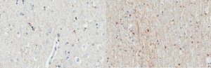 Anti-Del-1 Antibody, clone D345 