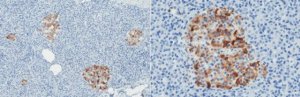 Anti-Del-1 Antibody, clone D345 