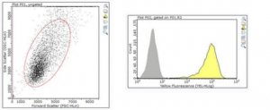 Anti-Delta-like protein 1 Antibody, clone PGPM-1F9 