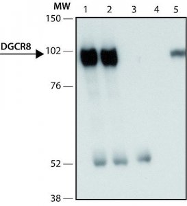Anti-DGCR8 (C-terminal) antibody produced in rabbit 