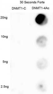 Anti-DNMT1 Antibody, Ac-4K 