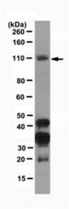 Anti-Dnmt3b Antibody, clone D3B2-2C1 