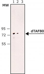 Anti-dTAF80 antibody, Mouse monoclonal 