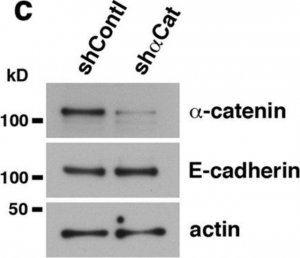 Anti-E-Cadherin Antibody, clone 67A4, Azide Free 
