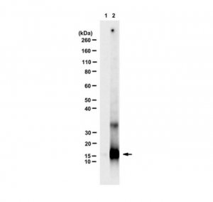Anti-Enterobacterio Phage MS2 Coat Protein 