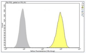 Anti-EphA2 Antibody, clone F2-27 