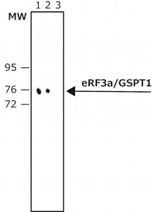 Anti-eRF3a/GSPT1 antibody produced in rabbit 