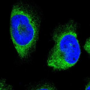 Anti-ERLIN1 antibody produced in rabbit 