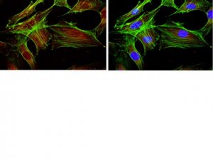 Anti-FOXO1 Antibody, clone 2H8.2 